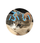 可愛い猫・小梅スタンプ（個別スタンプ：6）