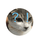可愛い猫・小梅スタンプ（個別スタンプ：7）