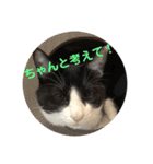 シーくん part2（個別スタンプ：3）