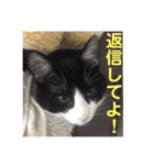シーくん part2（個別スタンプ：4）