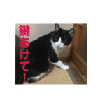 シーくん part2（個別スタンプ：8）