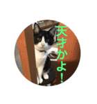 シーくん part2（個別スタンプ：10）