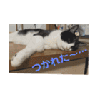 シーくん part2（個別スタンプ：26）