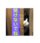シーくん part2（個別スタンプ：33）