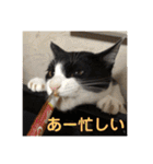 シーくん part2（個別スタンプ：37）