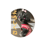 トイプードルGigi3（個別スタンプ：8）