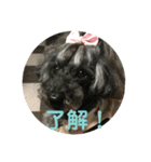 トイプードルGigi3（個別スタンプ：10）