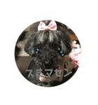 トイプードルGigi3（個別スタンプ：11）
