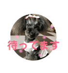 トイプードルGigi3（個別スタンプ：31）