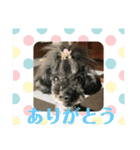 トイプードルGigi3（個別スタンプ：35）