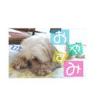 チーズ（個別スタンプ：5）