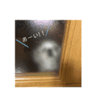 チーズ（個別スタンプ：7）