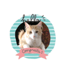 ノルウェージャンフォレストキャット 猫（個別スタンプ：1）