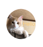 ノルウェージャンフォレストキャット 猫（個別スタンプ：2）