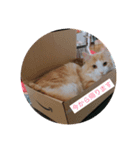 ノルウェージャンフォレストキャット 猫（個別スタンプ：3）