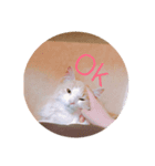 ノルウェージャンフォレストキャット 猫（個別スタンプ：4）