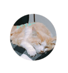ノルウェージャンフォレストキャット 猫（個別スタンプ：5）