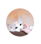 ノルウェージャンフォレストキャット 猫（個別スタンプ：6）