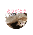 ノルウェージャンフォレストキャット 猫（個別スタンプ：7）