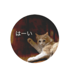 ノルウェージャンフォレストキャット 猫（個別スタンプ：8）