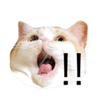 とろ（個別スタンプ：1）