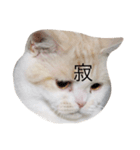 とろ（個別スタンプ：3）