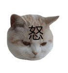 とろ（個別スタンプ：5）