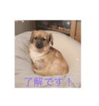チワズーのそら（個別スタンプ：3）