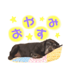 黒ラブちゃん★（個別スタンプ：2）