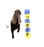 黒ラブちゃん★（個別スタンプ：5）