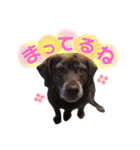 黒ラブちゃん★（個別スタンプ：7）