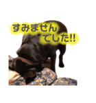 黒ラブちゃん★（個別スタンプ：8）