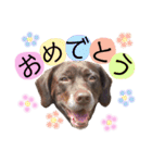 黒ラブちゃん★（個別スタンプ：11）