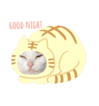 オッドアイ幸運猫（個別スタンプ：2）