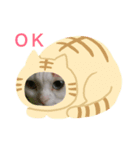 オッドアイ幸運猫（個別スタンプ：4）