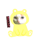 オッドアイ幸運猫（個別スタンプ：5）