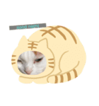 オッドアイ幸運猫（個別スタンプ：9）