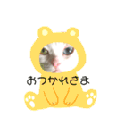 オッドアイ幸運猫（個別スタンプ：12）