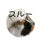 オッドアイ幸運猫（個別スタンプ：13）