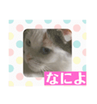 オッドアイ幸運猫（個別スタンプ：15）