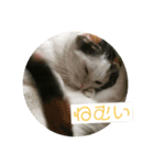 オッドアイ幸運猫（個別スタンプ：16）