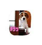 こうめとこはく（個別スタンプ：1）