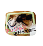 こうめとこはく（個別スタンプ：5）