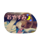 こうめとこはく（個別スタンプ：6）
