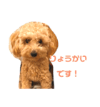 トイプードルの「こもも」スタンプ（個別スタンプ：10）