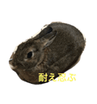 可愛いげで可愛くない少し可愛いうさぎ（個別スタンプ：2）