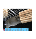 可愛いげで可愛くない少し可愛いうさぎ（個別スタンプ：3）