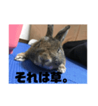 可愛いげで可愛くない少し可愛いうさぎ（個別スタンプ：5）