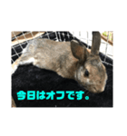 可愛いげで可愛くない少し可愛いうさぎ（個別スタンプ：6）