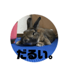 可愛いげで可愛くない少し可愛いうさぎ（個別スタンプ：7）